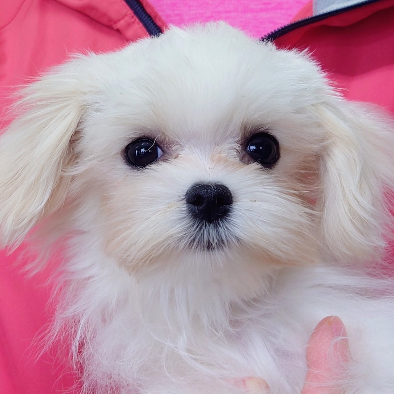 マルチーズ(♂)