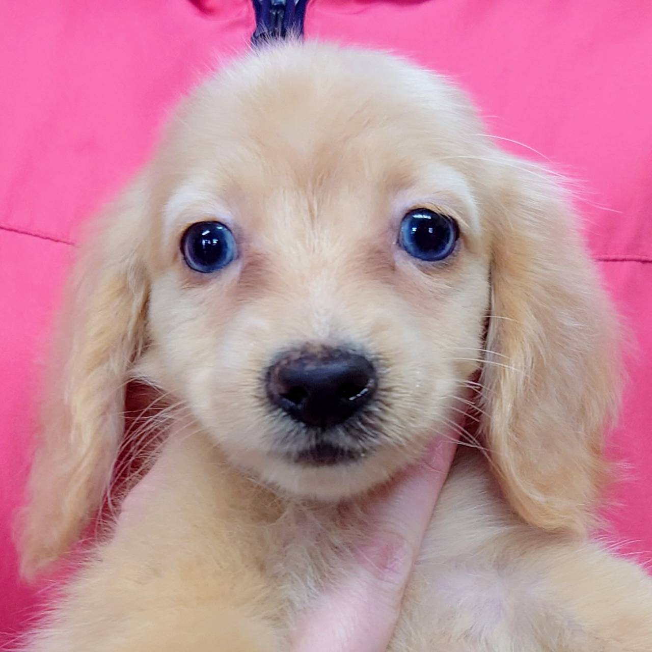 M・ダックスフンド(♀)