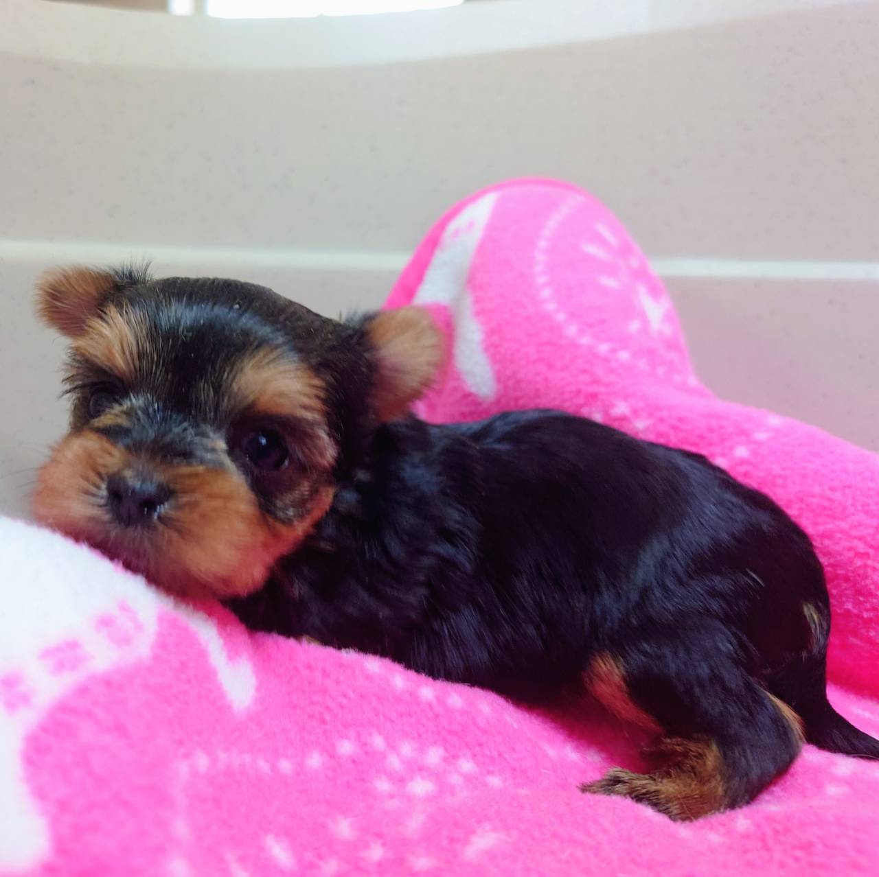 ヨークシャ・テリア(♀)