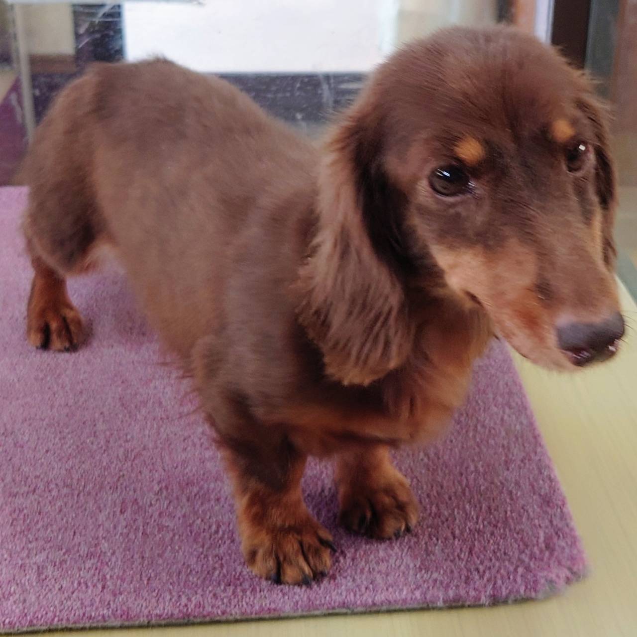 ダックスフンド（♀）