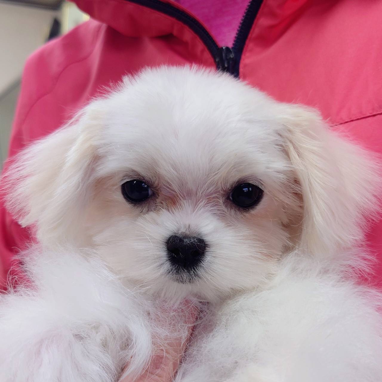 マルチーズ(♂)