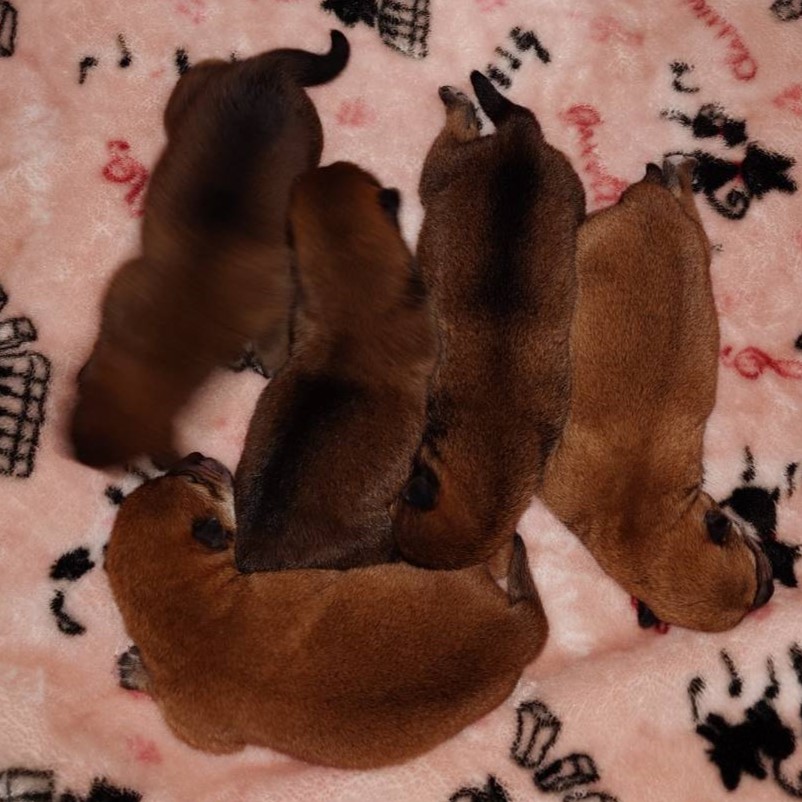 柴犬(♂×3/♀×2)