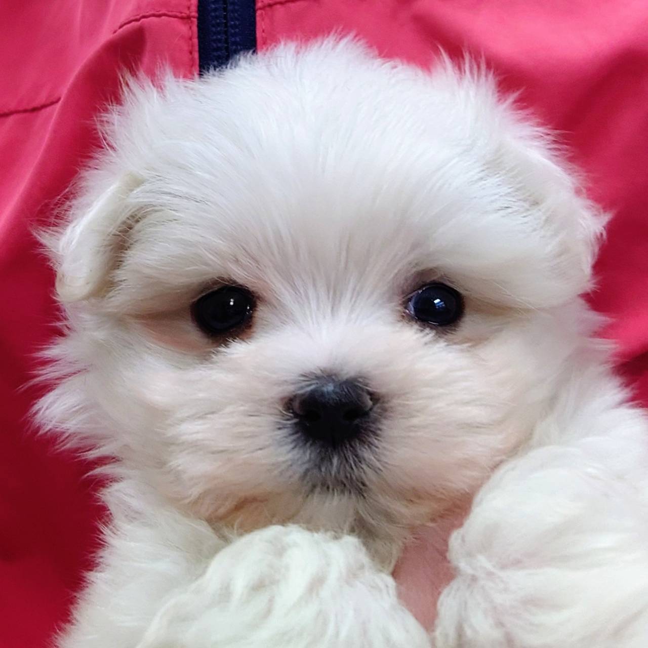 マルチーズ(♂)