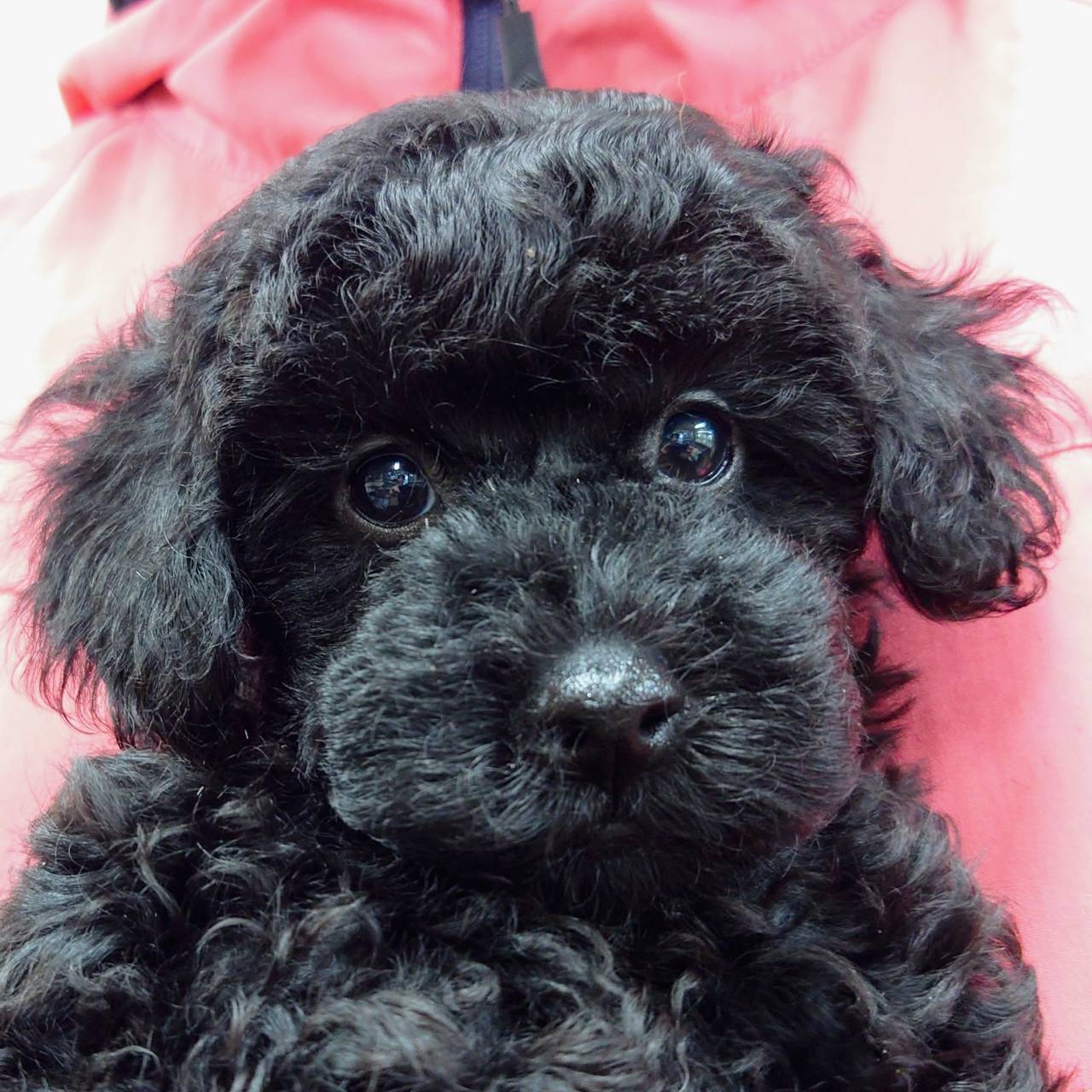 トイ・プードル(♂)