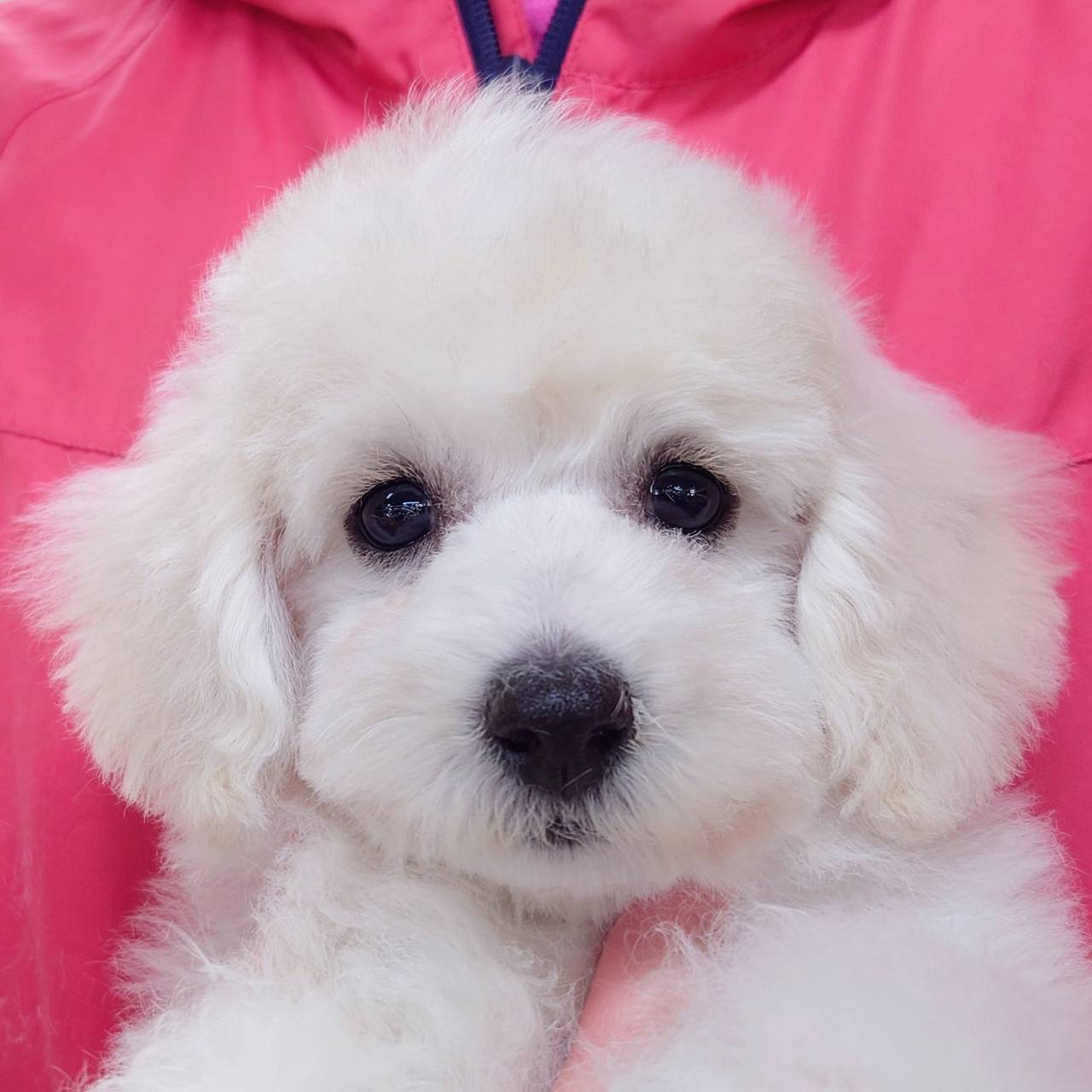 ビション・フリーゼ(♂)