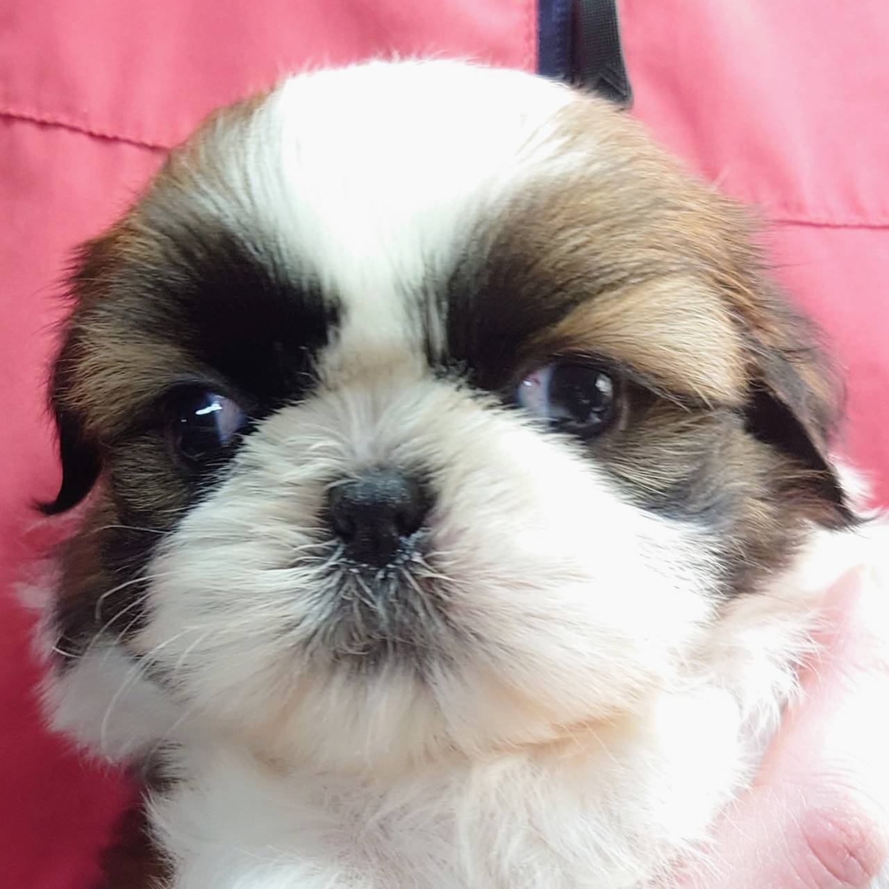 シー・ズー(♀)