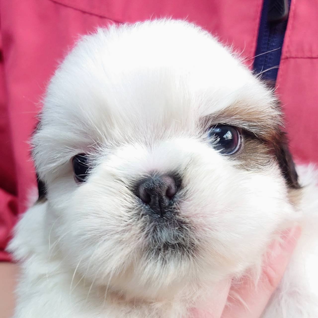 シー・ズー(♂)